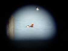 Nette rousse - Netta ruffina