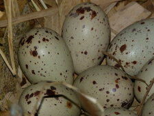 Oeufs de poule d
