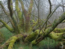 Arbre pieuvre