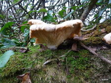 champignon