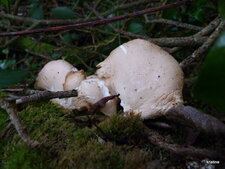 Champignon