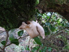 Champignon