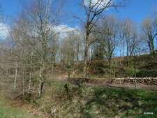 Talus de hêtres et de chênes