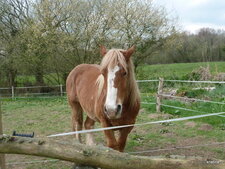 Haflinger