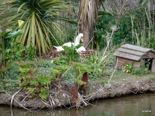 Cygne couveuse.