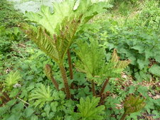 Gunnera manicata.