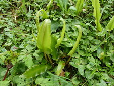 Asplenium scolopendrium.
