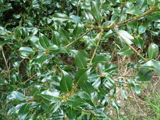Houx. Ilex aquifolium.