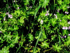 Géranium.