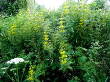 Lysimachia vulgaris (grande lysimaque)
