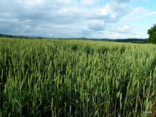 Champ de blé
