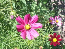 Cosmos