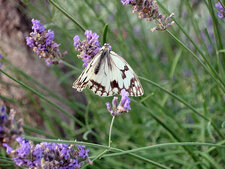 Melanargia galathea (à confirmer)