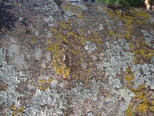 Lichens bleu et jaune et puis vert
