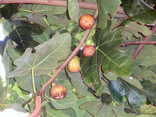 Figues