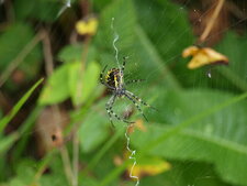 Argiope frelon