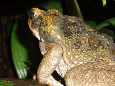 Crapaud buffle - Rhinella marina 