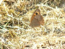 Maniola jurtina (Le myrtil) :