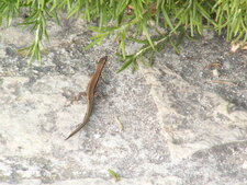 Lezard
