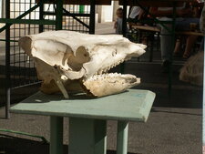 Sanglier
