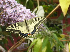 Machaon