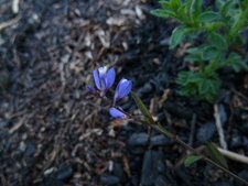 POLYGALE. Polygala vulgaris.