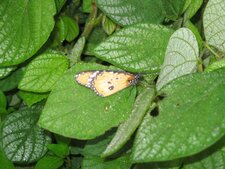 Papillon
