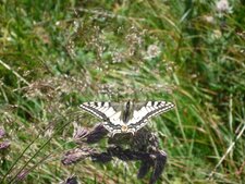 Machaon