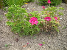 Pélargonium x unique.