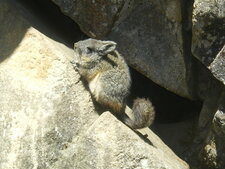 Vizcacha (lat. Lagidium peruanum)