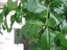 Phasme - Clonopsis gallica