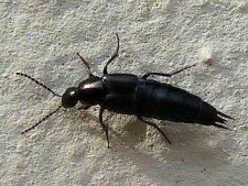 Philonthus sp