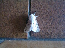 Spillosoma lubricipeda