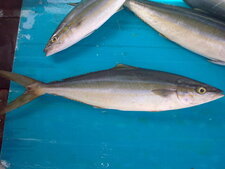 Saumon
