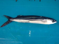 Poisson Volant - Exocoetidae