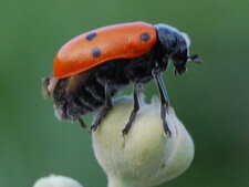 Lachnaia