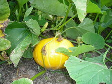 Potiron