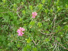 Rhododendron ferrugineux