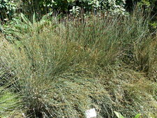 Dovea macrocarpa