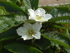 Fleurs de cognassier