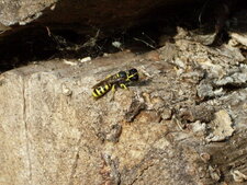 Nomada fulvicornis