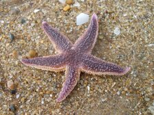 Étoile de mer (asteroidae)