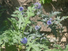 Echinops ritro