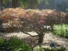 Acer dissectum atropurpureum