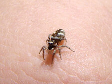 Salticidae - araignée sauteuse