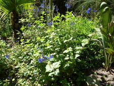 Salvia cacaliifolia