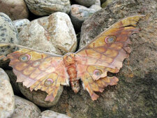 Beau papillon mal en point