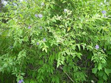 Solanum rantonnetii