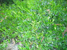 Sollya heterophylla