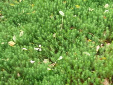 Polytric commun (Polytrichum commune)